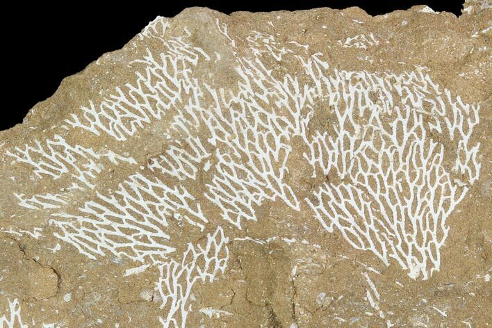 Ordovician Bryozoans (Chasmatopora) Plate - Estonia #98018
